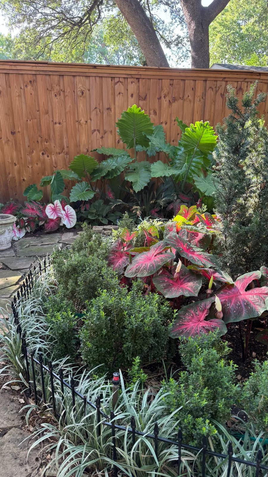 A Garden Filled with Favorite Plants