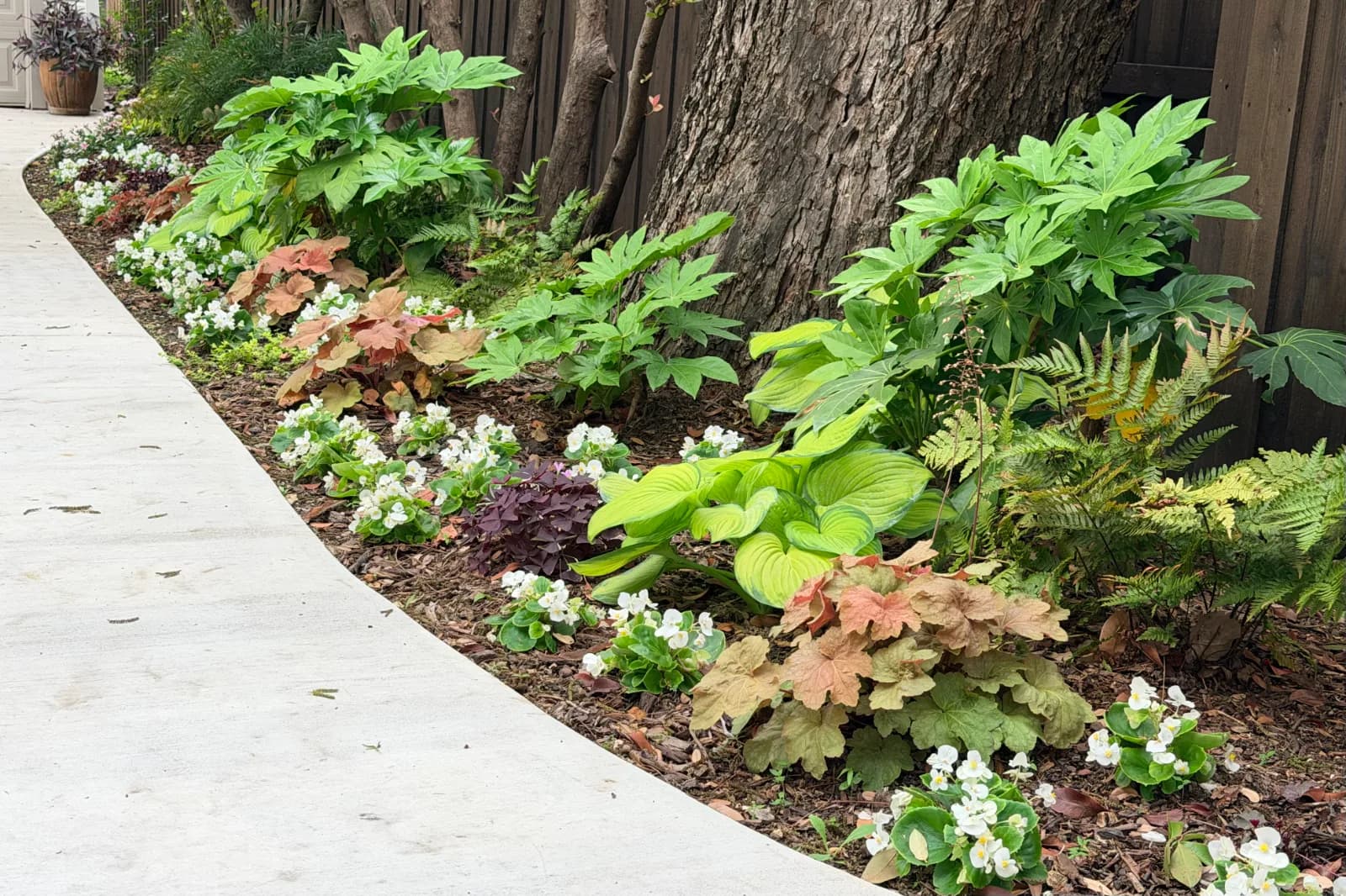 Begonias are overwintered and replanted each spring.