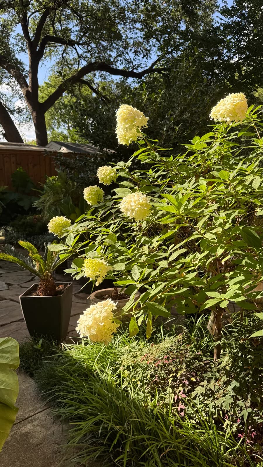 Yard of the Month garden