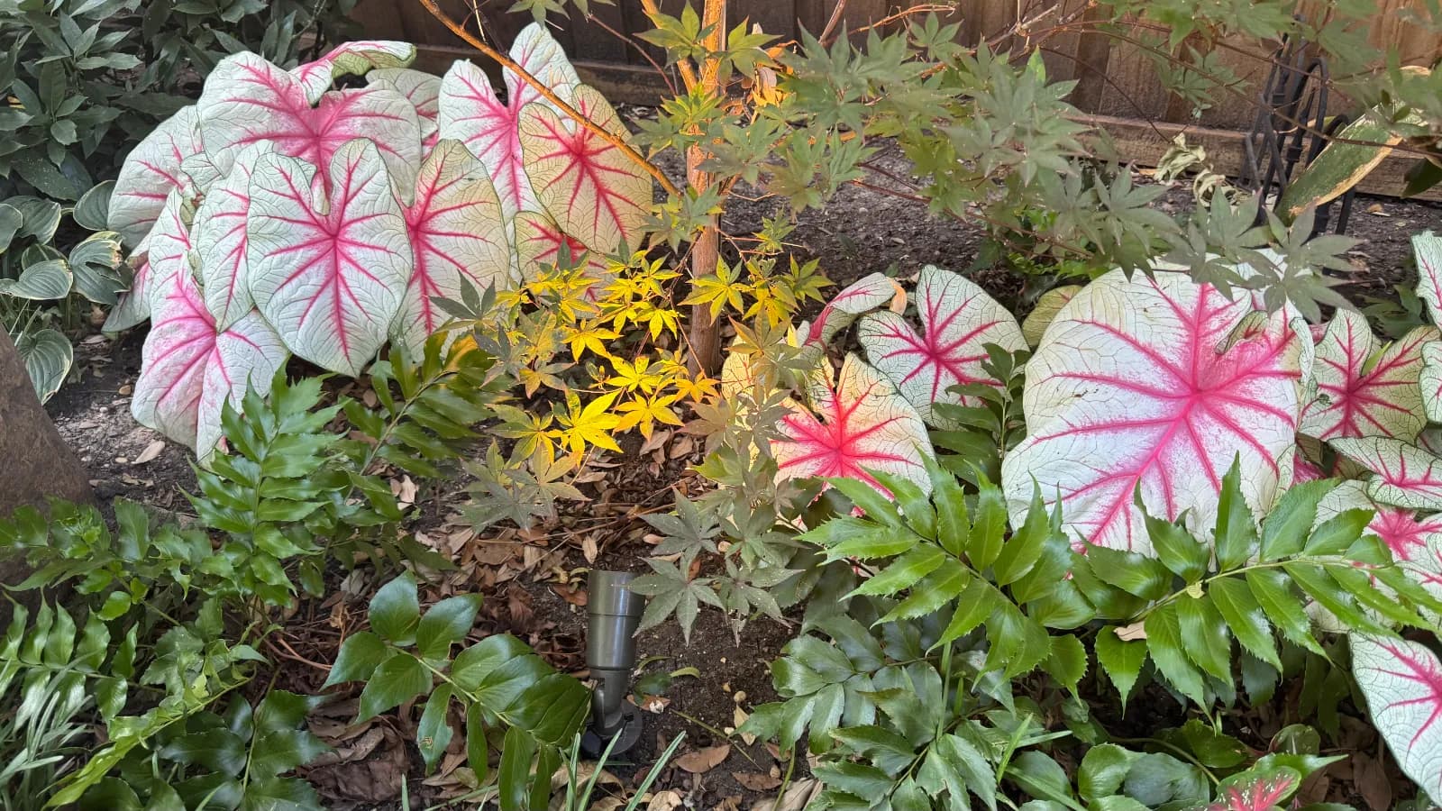 Yard of the Month garden