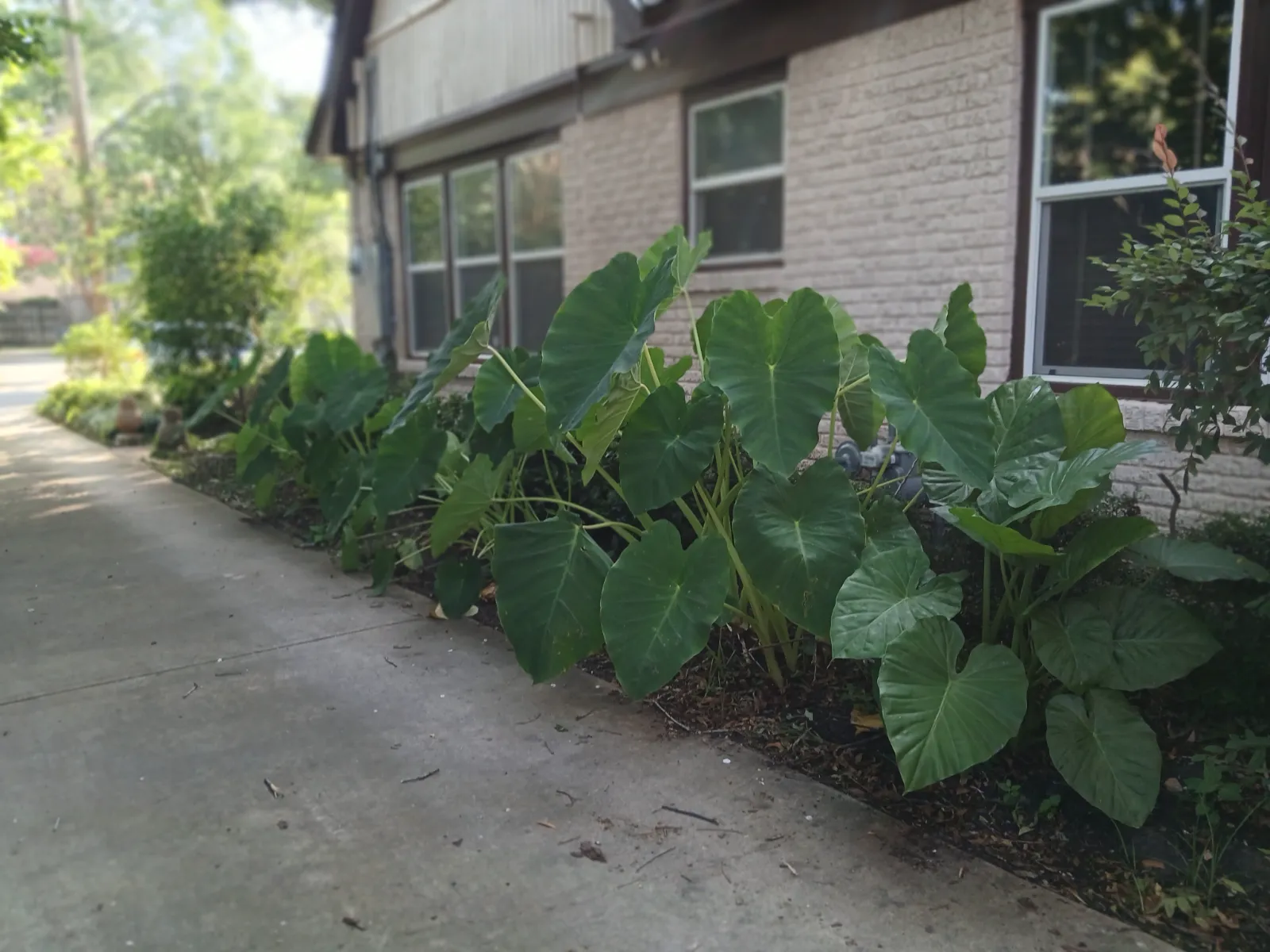 Yard of the Month garden