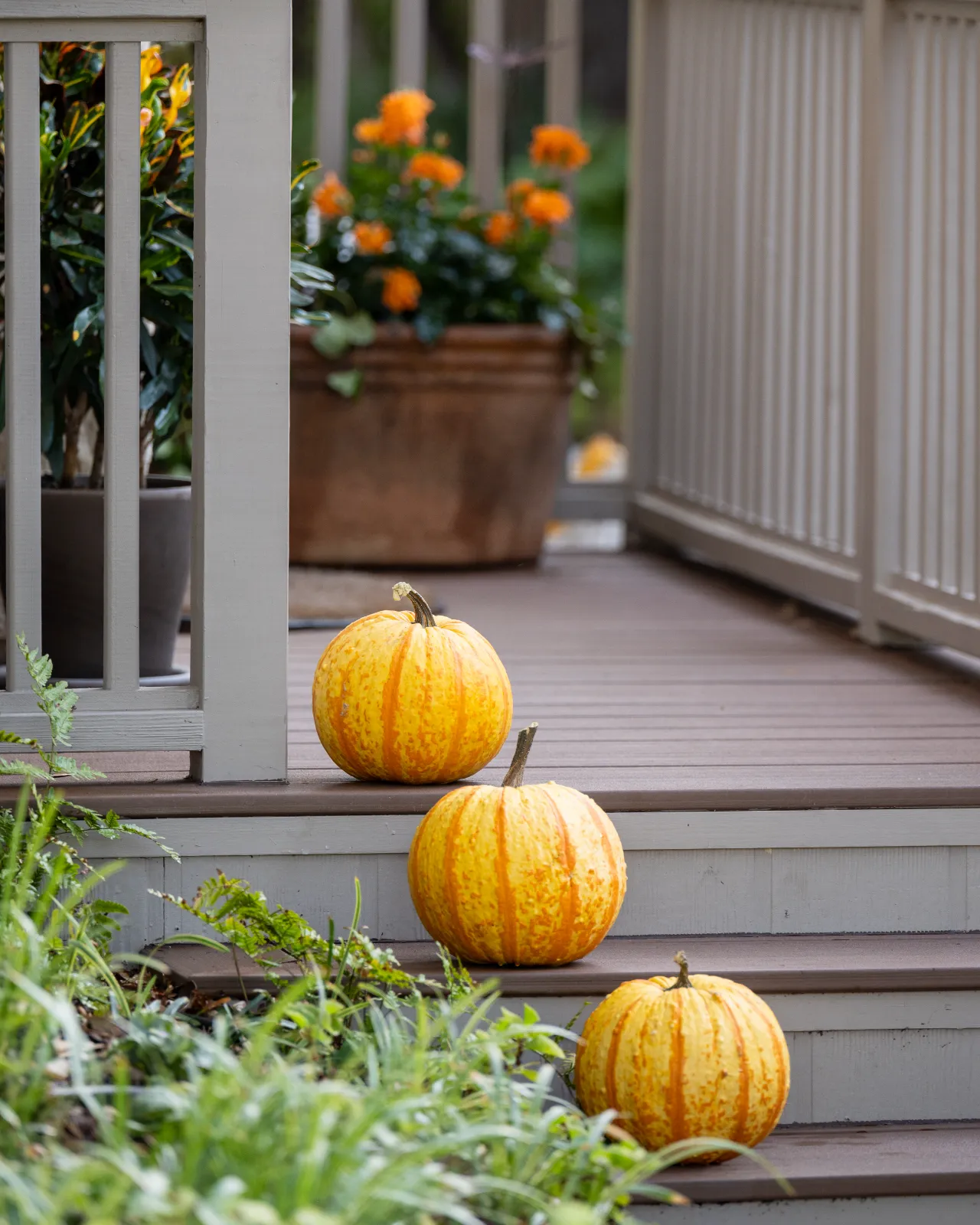 Yard of the Month garden
