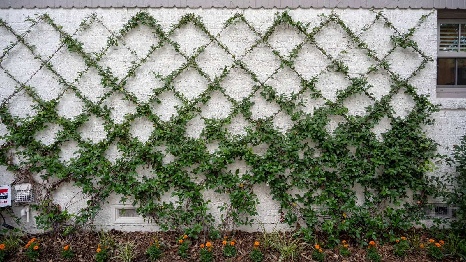 Yard of the Month garden