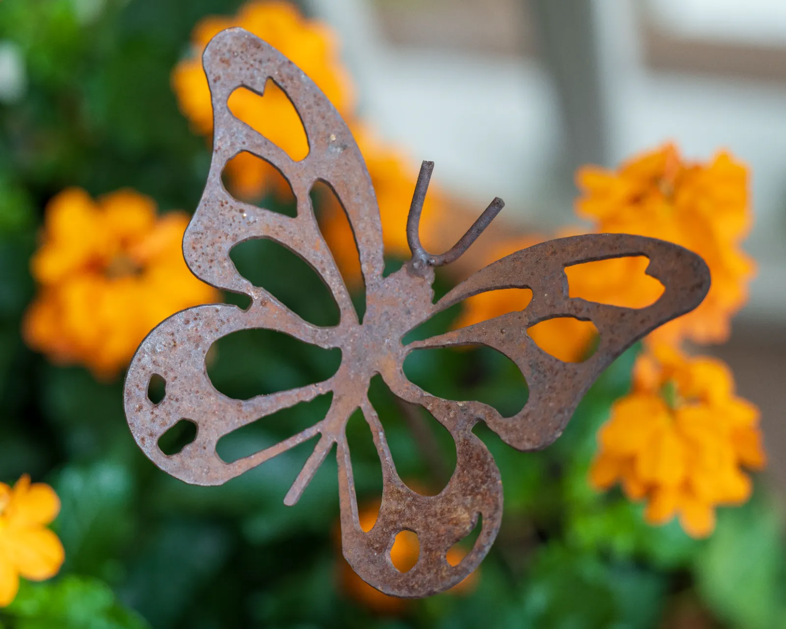 Yard of the Month garden